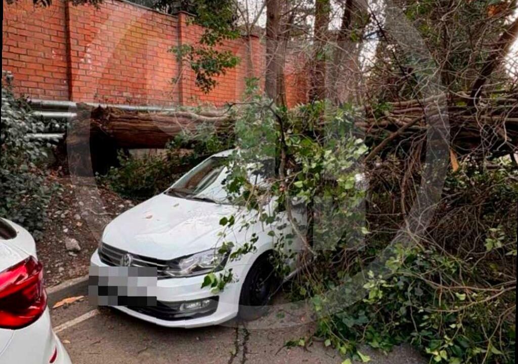 В Сочи кипарис упал на автомобиль