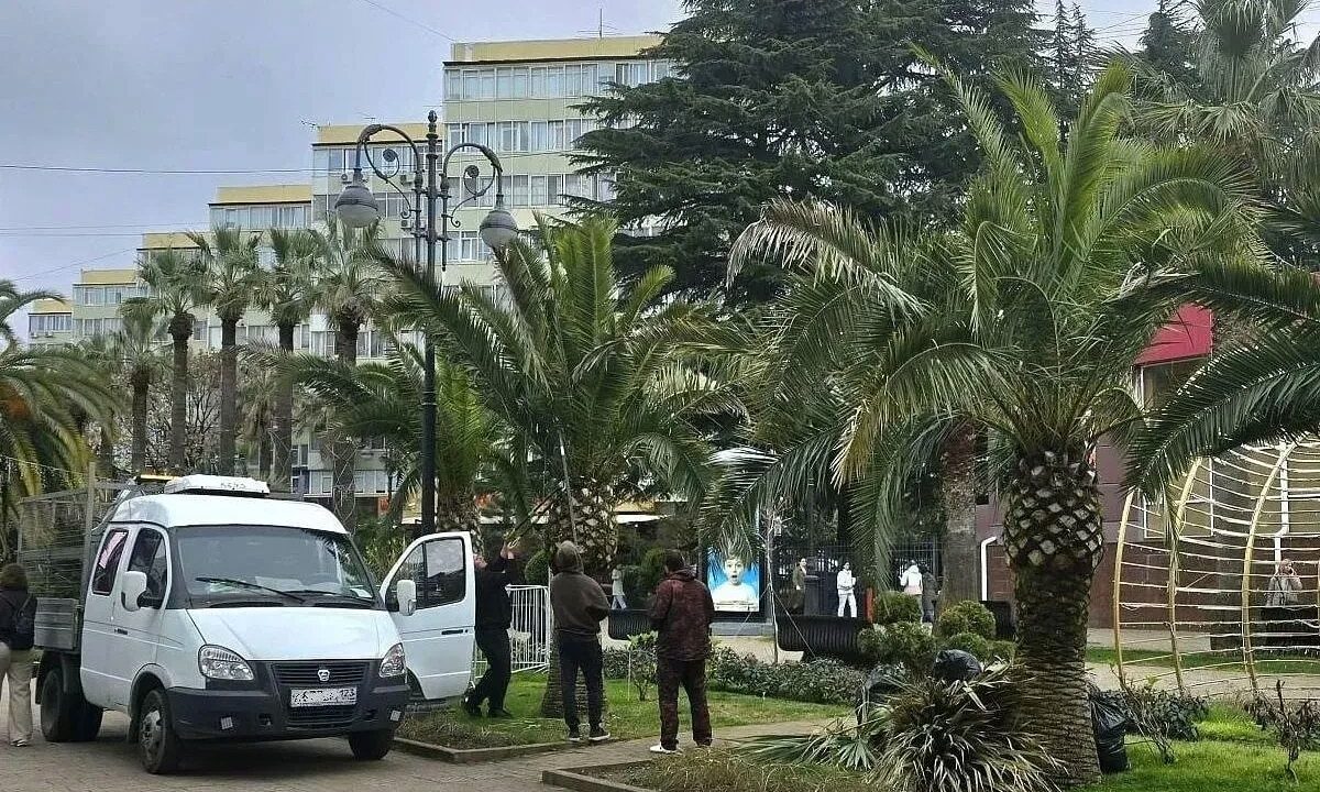 В Сочи начали подготовку пальм к курортному сезону